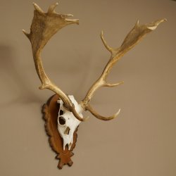 Damhirsch Geweih Höhe 76 cm Dam Hirsch Hirschgeweih geschnitztem Schild 72.545