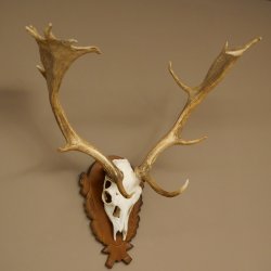 Damhirsch Geweih Höhe 76 cm Dam Hirsch Hirschgeweih geschnitztem Schild 72.545