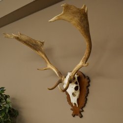 Damhirsch Geweih Höhe 76 cm Dam Hirsch Hirschgeweih geschnitztem Schild 72.545