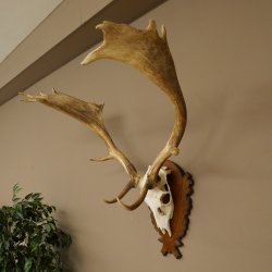 Damhirsch Geweih Höhe 76 cm Dam Hirsch Hirschgeweih geschnitztem Schild 72.545