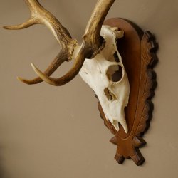 Damhirsch Geweih Höhe 76 cm Dam Hirsch Hirschgeweih geschnitztem Schild 72.545