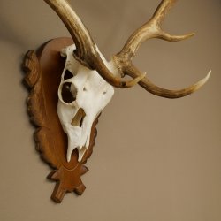Damhirsch Geweih Höhe 76 cm Dam Hirsch Hirschgeweih geschnitztem Schild 72.545