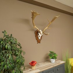 Damhirsch Geweih Höhe 76 cm Dam Hirsch Hirschgeweih geschnitztem Schild 72.545