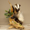 Tasso in piedi su un piedistallo di radice di legno...