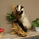 Tasso in piedi su un piedistallo di radice di legno...