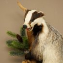 Tasso in piedi su un piedistallo di radice di legno Animale imbalsamato Predatore Imbalsamato 89.10.115