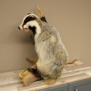 Tasso in piedi su un piedistallo di radice di legno Animale imbalsamato Predatore Imbalsamato 89.10.115