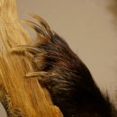 Tasso in piedi su un piedistallo di radice di legno Animale imbalsamato Predatore Imbalsamato 89.10.115