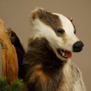 Tasso in piedi su un piedistallo di radice di legno Animale imbalsamato Predatore Imbalsamato 89.10.115