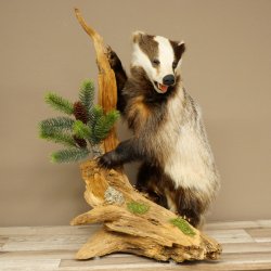 Tasso in piedi su un piedistallo di radice di legno Animale imbalsamato Predatore Imbalsamato 89.10.115