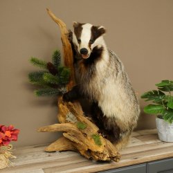 Tasso in piedi su un piedistallo di radice di legno Animale imbalsamato Predatore Imbalsamato 89.10.115