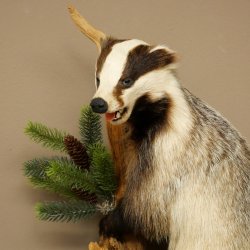 Tasso in piedi su un piedistallo di radice di legno Animale imbalsamato Predatore Imbalsamato 89.10.115