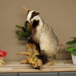 Tasso in piedi su un piedistallo di radice di legno Animale imbalsamato Predatore Imbalsamato 89.10.115