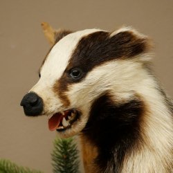 Tasso in piedi su un piedistallo di radice di legno Animale imbalsamato Predatore Imbalsamato 89.10.115