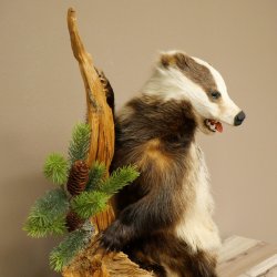 Tasso in piedi su un piedistallo di radice di legno Animale imbalsamato Predatore Imbalsamato 89.10.115