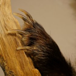 Tasso in piedi su un piedistallo di radice di legno Animale imbalsamato Predatore Imbalsamato 89.10.115