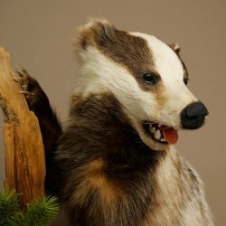 Tasso in piedi su un piedistallo di radice di legno Animale imbalsamato Predatore Imbalsamato 89.10.115