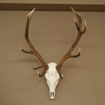 Cuernos de ciervo rojo 6 puntas Altura 59 cm Cuernos de ciervo Cuernos tallados con placa de trofeo 70.1031