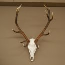 Cuernos de ciervo rojo 6 puntas Altura 59 cm Cuernos de...