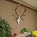 Cuernos de ciervo rojo 6 puntas Altura 59 cm Cuernos de ciervo Cuernos tallados con placa de trofeo 70.1031