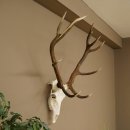 Cuernos de ciervo rojo 6 puntas Altura 59 cm Cuernos de...