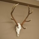 Cuernos de ciervo rojo 6 puntas Altura 59 cm Cuernos de ciervo Cuernos tallados con placa de trofeo 70.1031