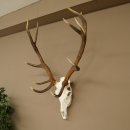 Cuernos de ciervo rojo 6 puntas Altura 59 cm Cuernos de ciervo Cuernos tallados con placa de trofeo 70.1031