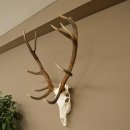 Cuernos de ciervo rojo 6 puntas Altura 59 cm Cuernos de ciervo Cuernos tallados con placa de trofeo 70.1031