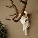 Cuernos de ciervo rojo 6 puntas Altura 59 cm Cuernos de ciervo Cuernos tallados con placa de trofeo 70.1031