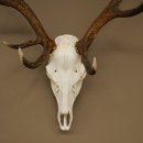 Cuernos de ciervo rojo 6 puntas Altura 59 cm Cuernos de ciervo Cuernos tallados con placa de trofeo 70.1031