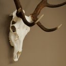 Cuernos de ciervo rojo 6 puntas Altura 59 cm Cuernos de ciervo Cuernos tallados con placa de trofeo 70.1031