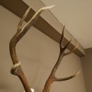 Cuernos de ciervo rojo 6 puntas Altura 59 cm Cuernos de ciervo Cuernos tallados con placa de trofeo 70.1031