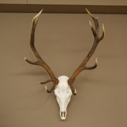Cuernos de ciervo rojo 6 puntas Altura 59 cm Cuernos de ciervo Cuernos tallados con placa de trofeo 70.1031