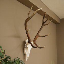 Cuernos de ciervo rojo 6 puntas Altura 59 cm Cuernos de ciervo Cuernos tallados con placa de trofeo 70.1031