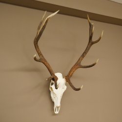 Cuernos de ciervo rojo 6 puntas Altura 59 cm Cuernos de ciervo Cuernos tallados con placa de trofeo 70.1031