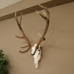 Cuernos de ciervo rojo 6 puntas Altura 59 cm Cuernos de ciervo Cuernos tallados con placa de trofeo 70.1031