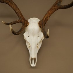 Cuernos de ciervo rojo 6 puntas Altura 59 cm Cuernos de ciervo Cuernos tallados con placa de trofeo 70.1031