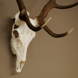 Cuernos de ciervo rojo 6 puntas Altura 59 cm Cuernos de ciervo Cuernos tallados con placa de trofeo 70.1031