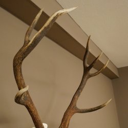 Cuernos de ciervo rojo 6 puntas Altura 59 cm Cuernos de ciervo Cuernos tallados con placa de trofeo 70.1031