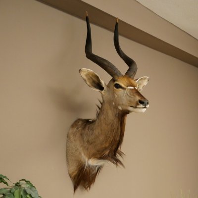 Cabeza de antílope nyala HL 64 cm Preparado de hombros África Trofeo africano 95.22.8