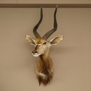 Cabeza de antílope nyala HL 64 cm Preparado de hombros África Trofeo africano 95.22.8