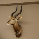 Cabeza de antílope nyala HL 64 cm Preparado de hombros África Trofeo africano 95.22.8