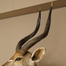 Cabeza de antílope nyala HL 64 cm Preparado de hombros África Trofeo africano 95.22.8