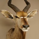 Cabeza de antílope nyala HL 64 cm Preparado de hombros África Trofeo africano 95.22.8