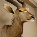 Cabeza de antílope nyala HL 64 cm Preparado de hombros África Trofeo africano 95.22.8