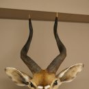 Cabeza de antílope nyala HL 64 cm Preparado de hombros África Trofeo africano 95.22.8
