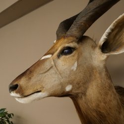 Cabeza de antílope nyala HL 64 cm Preparado de hombros África Trofeo africano 95.22.8
