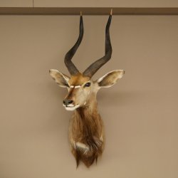 Cabeza de antílope nyala HL 64 cm Preparado de hombros África Trofeo africano 95.22.8