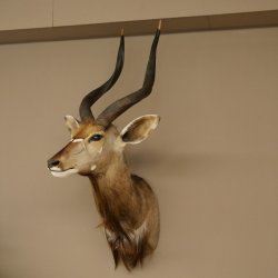 Cabeza de antílope nyala HL 64 cm Preparado de hombros África Trofeo africano 95.22.8