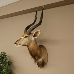 Cabeza de antílope nyala HL 64 cm Preparado de hombros África Trofeo africano 95.22.8